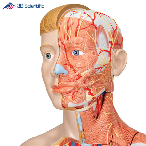 דגם גוף האדם - שרירים + איברים פנימיים בגוף האדם 39 חלקים_6