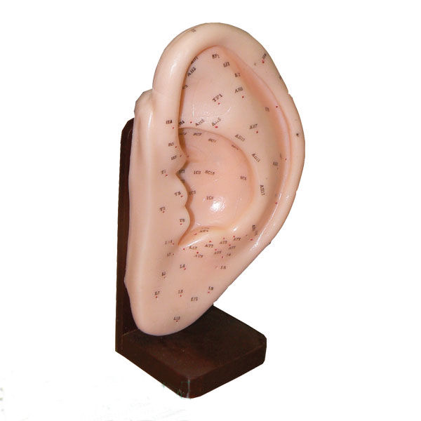 מודל אוזן לאקופנטורה