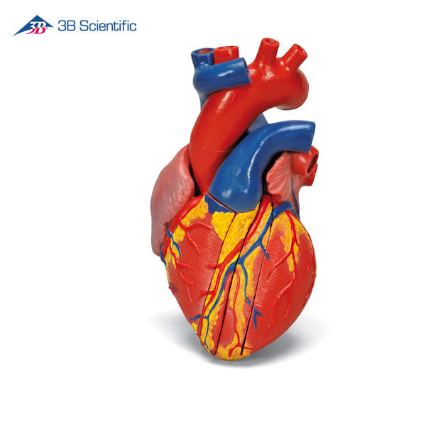 מודל לב אנושי בגודל טבעי 5 חלקים עם בסיס _1