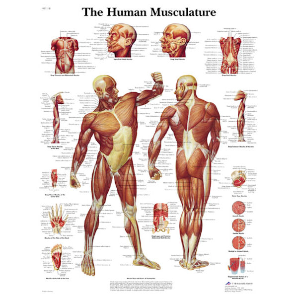 מפת מערכת השרירים