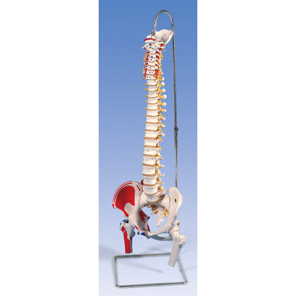 דגם עמוד שדרה גמיש עם ראשי עצם הירך ושרירים מצויירים