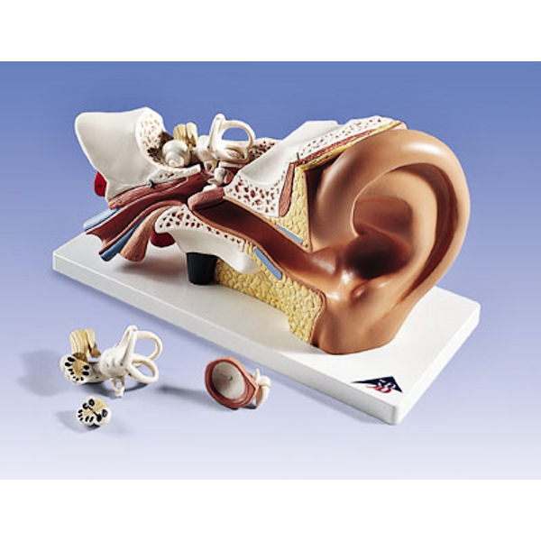 דגם אוזן 4 חלקים בגודל פי 3 מהגודל הטבעי