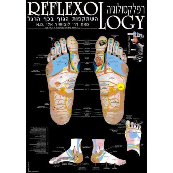 מפת רפלקסולוגיה של כף הרגל 