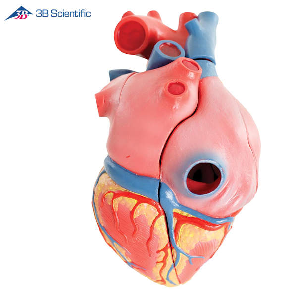 מודל לב אנושי בגודל טבעי 5 חלקים עם בסיס _5