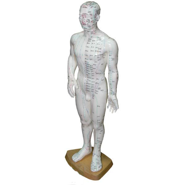 מודל גוף גבר לאקופנטורה