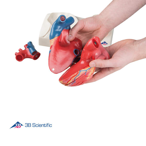 מודל לב אנושי בגודל טבעי 5 חלקים עם בסיס _4