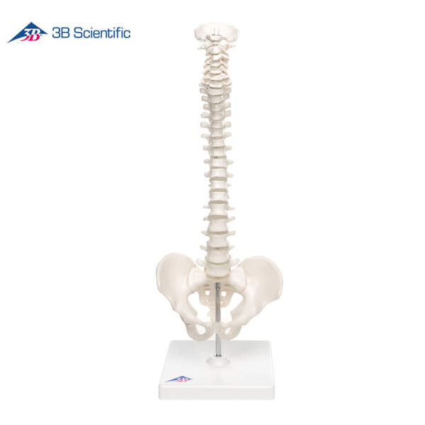 דגם מיני גמיש של עמוד השדרה