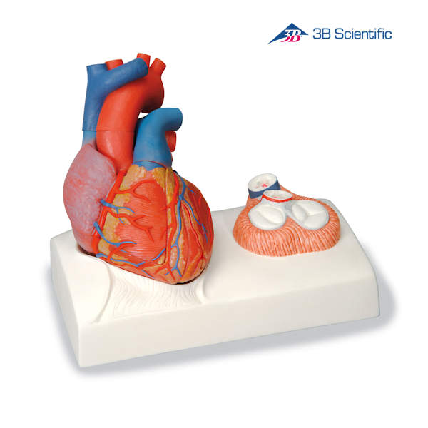 מודל לב אנושי בגודל טבעי 5 חלקים עם בסיס 