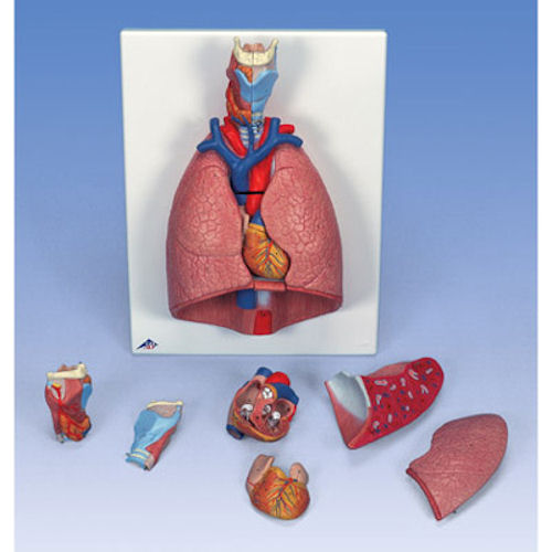 דגם מערכת הנשימה - ריאות וגרון 7 חלקים_1