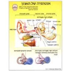 מפת אנטומיה של האוזן בעברית