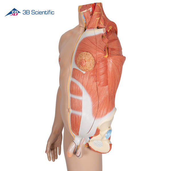 דגם גוף האדם - שרירים + איברים פנימיים בגוף האדם 39 חלקים_5