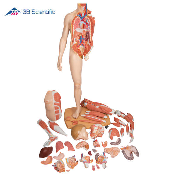 דגם גוף האדם - שרירים + איברים פנימיים בגוף האדם 39 חלקים_1