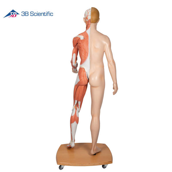 דגם גוף האדם - שרירים + איברים פנימיים בגוף האדם 39 חלקים_7