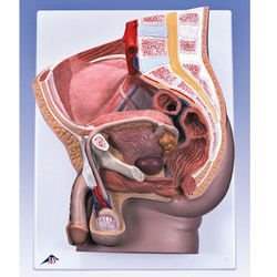 ��� ��� ��� 2 �����