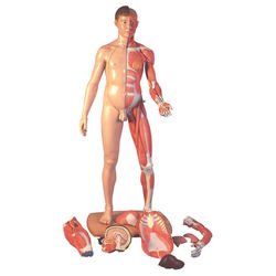 דגם גוף האדם - שרירים + איברים פנימיים בגוף האדם 39 חלקים