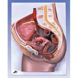 ��� ��� ���� 2 �����