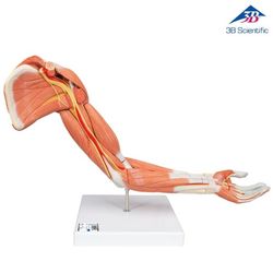 ��� ������ ����� ����� ����� ���� (6 �����)