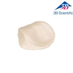 ��� ���� ���� Patella
