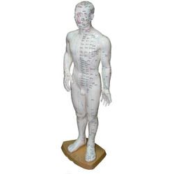 מודל גוף גבר לאקופנטורה