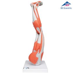 ��� ����� ���� 9 �����