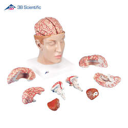 דגם מוח עם עורקים ובסיס הראש  