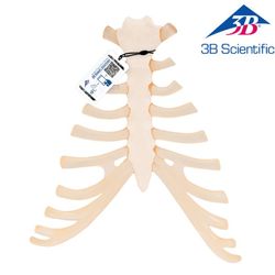 ��� ��� ���� ������� (Sternum) �� ���� ������