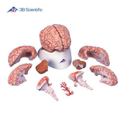דגם של מוח 9 חלקים עם עורקי המוח